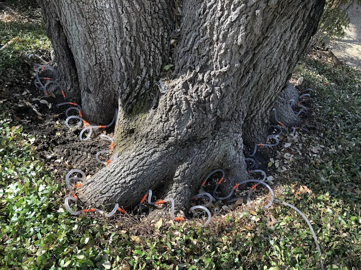 Detailed Shrub and Hedge Trimming job site in Bonham