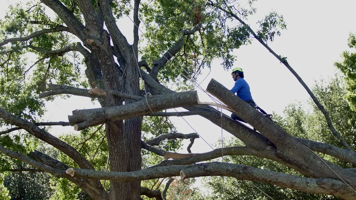 Professional Crown Thinning performed by certified arborists in Bonham